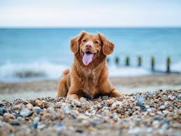 10 Best Dog Walks In Suffolk | Pitchup.com
