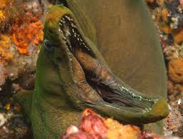 Green Moray Eel By Allan Saben Moray Eel Scary Fish Beautiful Sea Creatures