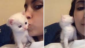 Kucing ini adalah jenis kucing peliharaan yang sangat bersahabat. Video Viral Anak Kucing Lucu Dan Imut Cium Balik Majikan Yang Cantik