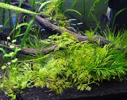 Image result for Ceratopteris