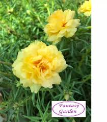 Koleksi oleh suni roba • terakhir diperbarui 4 minggu lalu. Flower Live Plant Yellow Japanese Carnation Portulaca Grandiflora Kuning Rose Jepun Pokok Bunga Pukul 10 Fantasy Garden Lazada