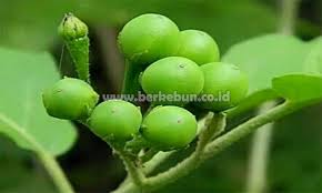 Manfaat buah rimbang untuk mata. Tanaman Rimbang