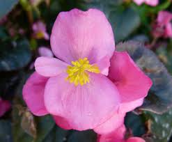 Image result for begonia semperflorens