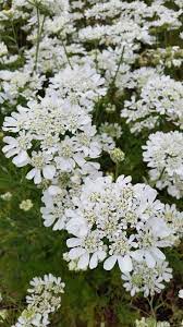 Well you're in luck, because here they come. Wild Garden Seed Organic White Finch Orlaya Seeds