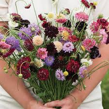Image result for Scabiosa