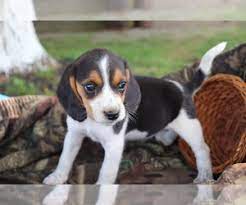Earn points & unlock badges learning, sharing & helping adopt. View Ad Beagle Puppy For Sale Near Ohio Shiloh Usa Adn 216681