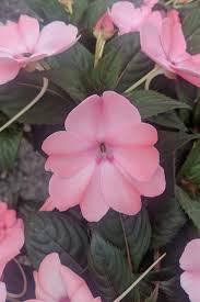 As to watering the impatiens plants during the winter season, they only need a watering once a week or whenever the top soil is dry, because it is a very fleshy. 12 Flowers To Plant With New Guinea Impatiens Companion Plants