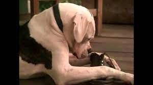 American bulldog chance homeward bound breed. Chance Off Homeward Bound Movie Sound Youtube