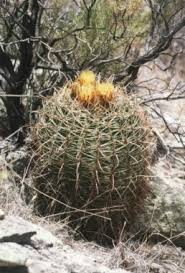 If it freezes outside during winters in your area, keep your barrel cactus indoors. Fish Hook Barrel Cactus
