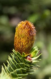 Image result for Araucaria heterophylla