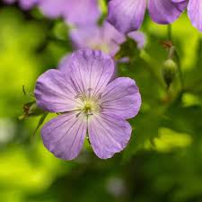 Image result for Geranium