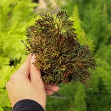 Image result for Selaginella molliceps