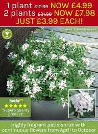 Vat included (where applicable) add to basket oi! Thompson Morgan Scented Patio Daphne Now Only 3 99 Each Milled