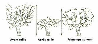 En resume, il faut mieux le laisser pousser quand il est jeune, s`assurer que le substrat est bien drainant. La Taille De L Olivier La Passion Des Jardins Et De La Nature