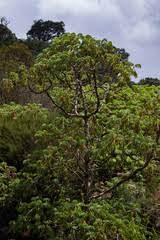 Image result for Hagenia abyssinica