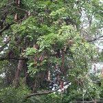 Image result for Albizia glaberrima