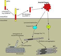 The Role Of Serotonin Receptors In Alzheimer S Disease Opera Medica Et Physiologica