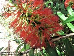 Image result for Melaleuca hypericifolia
