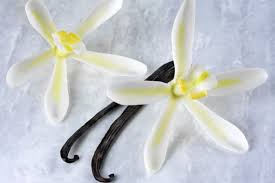 Image result for Vanilla polylepis