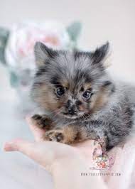 Check spelling or type a new query. Beautiful Blue Merle Pomeranian Puppy By Teacupspuppies Com Pomeranian Puppy Puppies Teacuppuppies Pomeranian Puppy Teacup Pomeranian Puppy Teacup Puppies