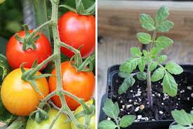So pflanzen sie tomaten im gewächshaus. Tomaten Setzen Wann Der Beste Zeitpunkt Zum Pflanzen Ist Tomaten De