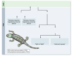 Solved Label The Following Flow Chart Representing The Hi