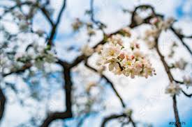Scarica questo foto gratis su albero con fiori bianchi e scopri oltre 5 milioni di foto d'archivio professionali su freepik. Foto Di Brunch Fiorente Albero Di Mele Con Fiori Bianchi Foto D Archivio Crushpixel