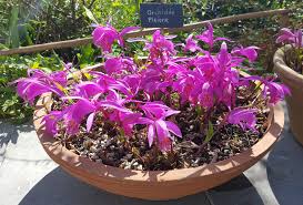 Hardy orchid spring perennial flowers perennial flower seeds purple perennial flowers list perennial flowers and plants perennial plants with red. Can I Grow My Garden Orchids In Pots On A Terrace Or Balcony
