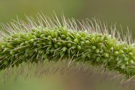 Image result for Setaria verticillata