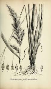 Image result for Echinochloa crus-pavonis