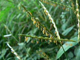 Image result for Ischaemum