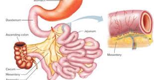 Over time some of these polyps can become colon cancers. Bowel Cancer Symptoms Symptoms Of Small Bowel Cancer