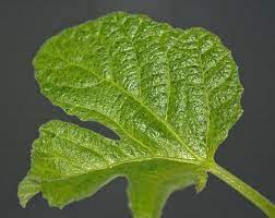 We did not find results for: Is Mosaic Virus Carried In All Fig Trees
