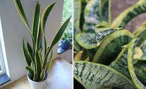 Lidah jin dalam rumah boleh jejas kesihatan. Trend Hias Pokok Lidah Jin Dalam Rumah Sebenarnya Bahayakan Kesihatan Buzzkini