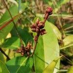 Image result for Landolphia violacea