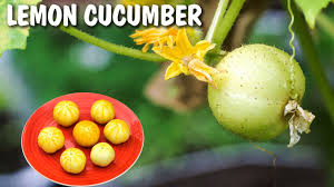 Learn how to fix these issues without losing your plants. Growing Lemon Cucumber Excellent Producer Youtube
