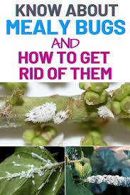 Know About Mealy Bugs And How To Get Rid Of Them Amaze Vege Garden Mealy Bugs Plant Pests Scale Insects