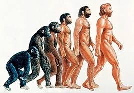 Resultado de imagen de proceso evolutivo del genero homo