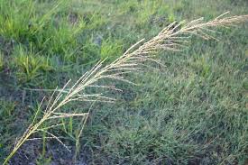 Image result for Sporobolus pyramidalis