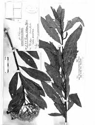 Image result for Pluchea bequaertii