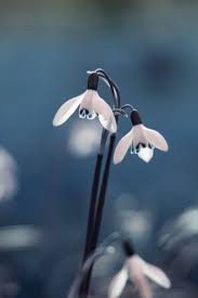 White Snowdrop Flowers Wallpaper Nature Flowers Blue Bokeh Flower Background Wallpaper