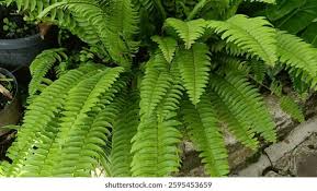 Image result for Lomariopsidaceae