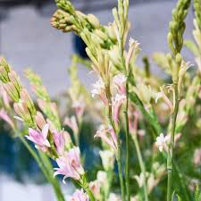 Image result for Polianthes