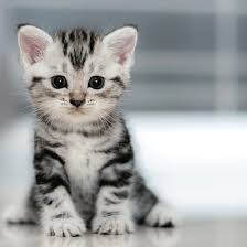 Maybe you would like to learn more about one of these? 50 Koleksi Gambar Kucing Comel Dennis G Zill