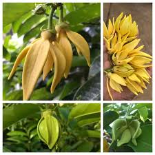 Image result for Artabotrys hexapetalus