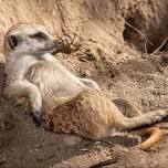 Rut-Rohs presents: Smokin' meerkats