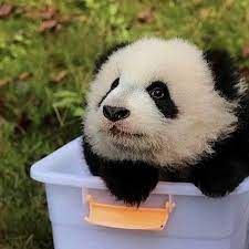 pin by patricia feeley on carino panda giant panda bear panda bear panda love