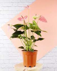 Anthurium veitchii (gallon sized pot). Pink Anthurium Plant Care Growing Guide