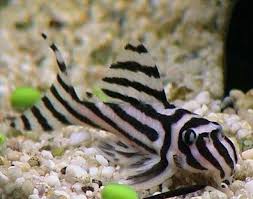 Pin De Tekin Alptekin Em Aquaticos Peixes Exoticos Animais Marinhos Peixes Ornamentais