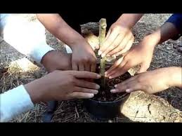 Rahsia ubi kayu berisi banyak dibongkar dalam video ini. Cara Menanam Singkong Agar Berbuah Banyak Dan Besar